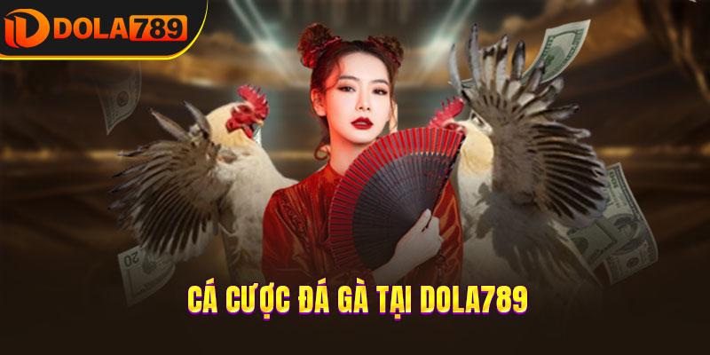 Cá cược đá gà tại DOLA789